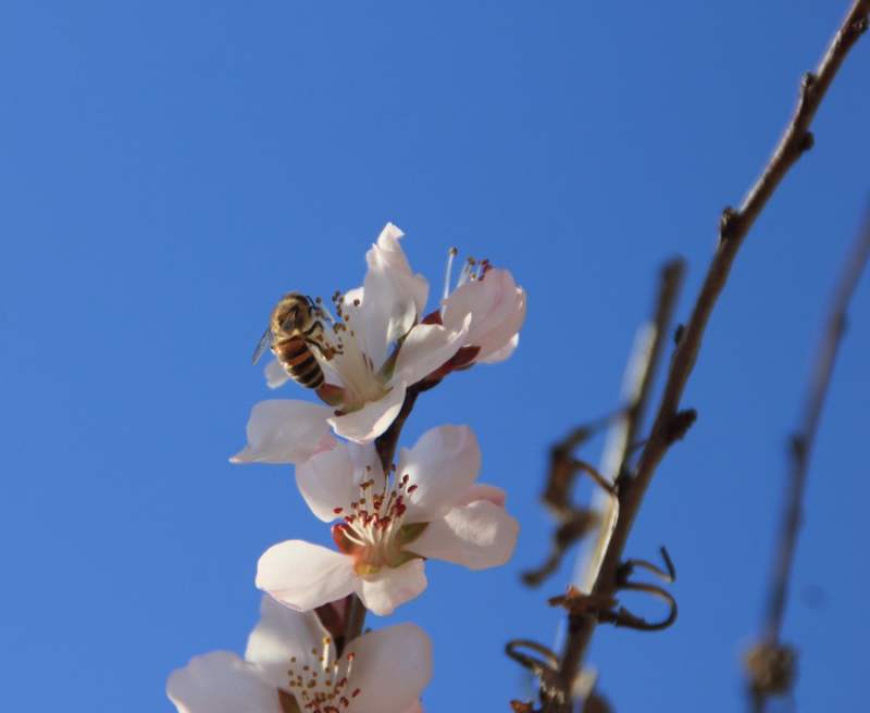 花开引来蜂采蜜7.jpg