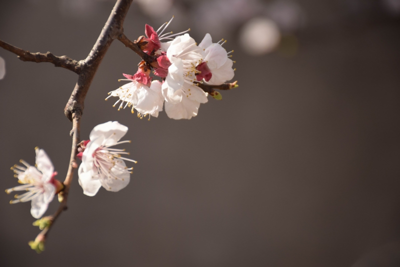 调整大小 DSC_1582.JPG