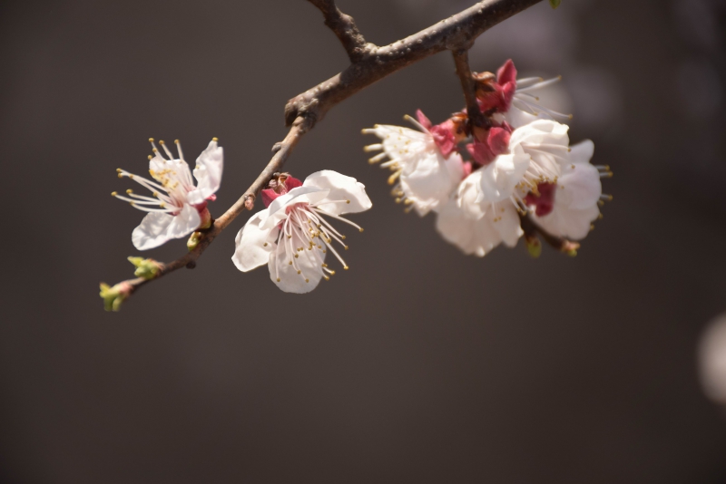 调整大小 DSC_1584.JPG