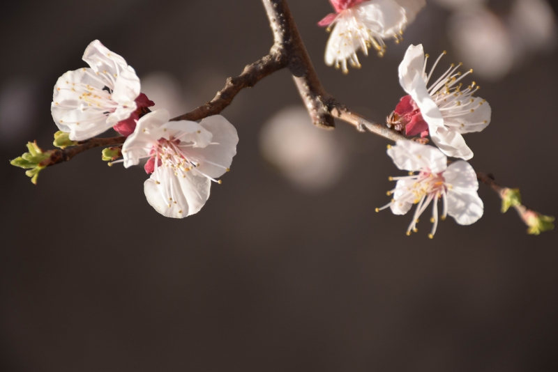 调整大小 DSC_1585.JPG