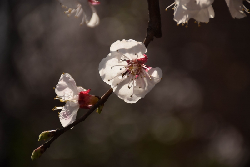 调整大小 DSC_1592.JPG