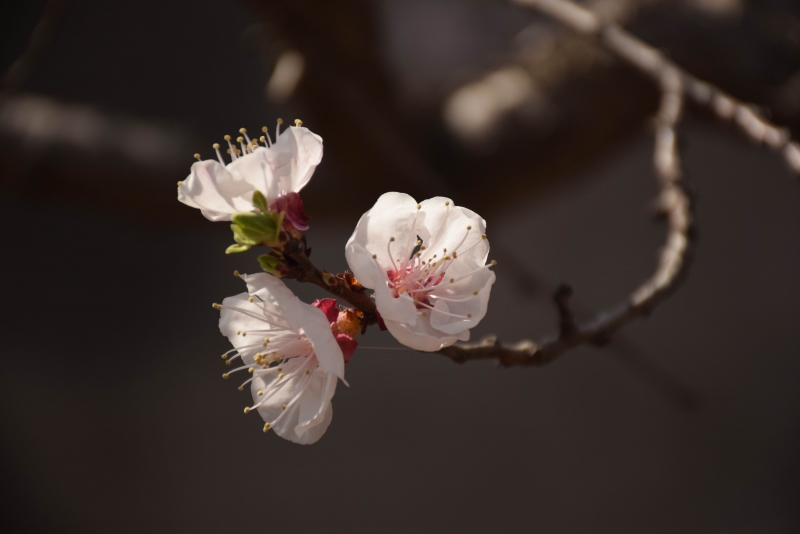 调整大小 DSC_1596.JPG