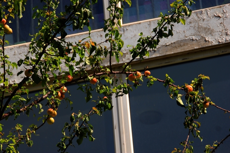 房子后面的杏子黄了13.jpg