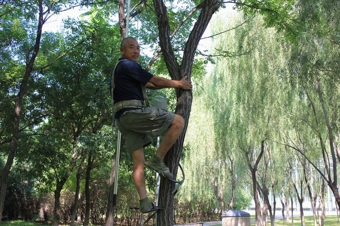 奥体中心公园里的园林工：修剪树枝1.jpg