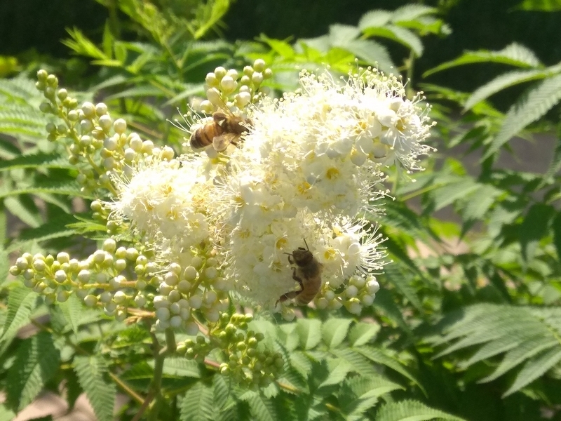 蜜蜂最爱珍珠梅6.jpg