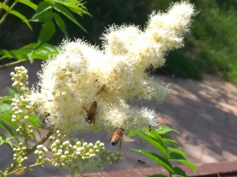 蜜蜂最爱珍珠梅4.jpg