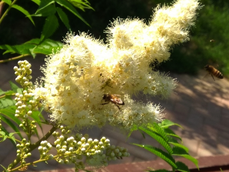 蜜蜂最爱珍珠梅3.jpg