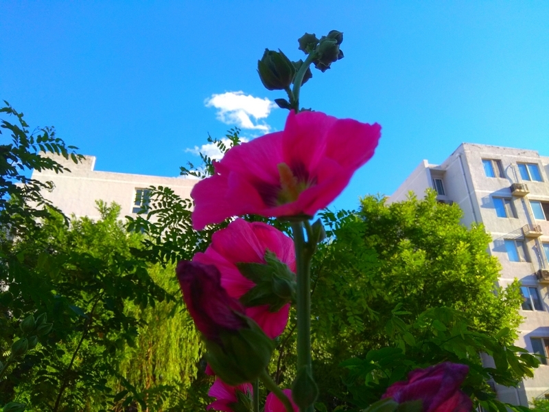 手机拍摄：院子里的蜀葵花开了8.jpg