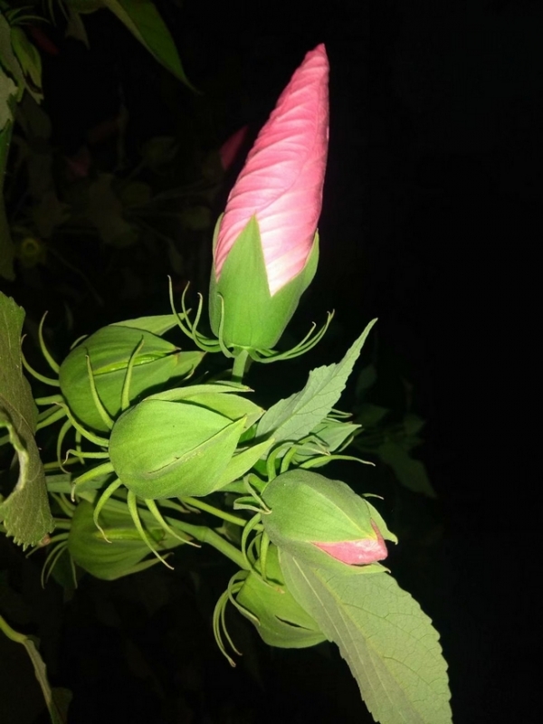 手机夜拍：含苞待开的蜀葵花5.jpg