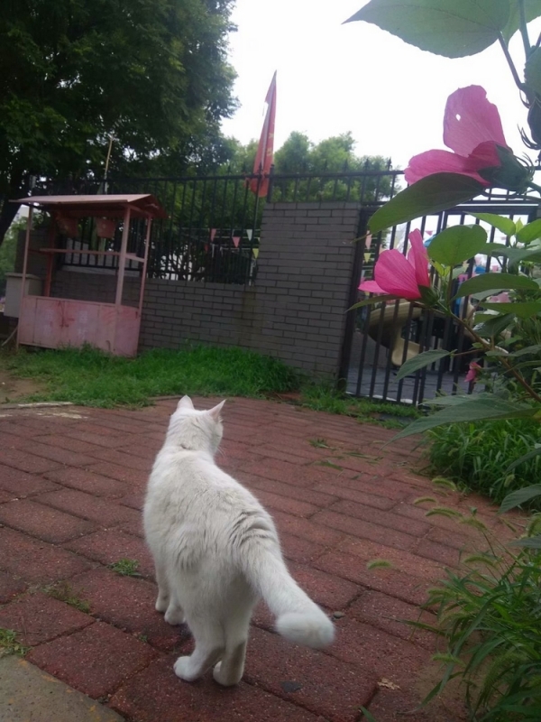 手机抓拍：小猫赏花2.jpg