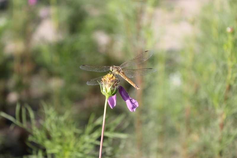 蜻蜓的另类喜好：爱上了枯萎的花咕嘟1.jpg