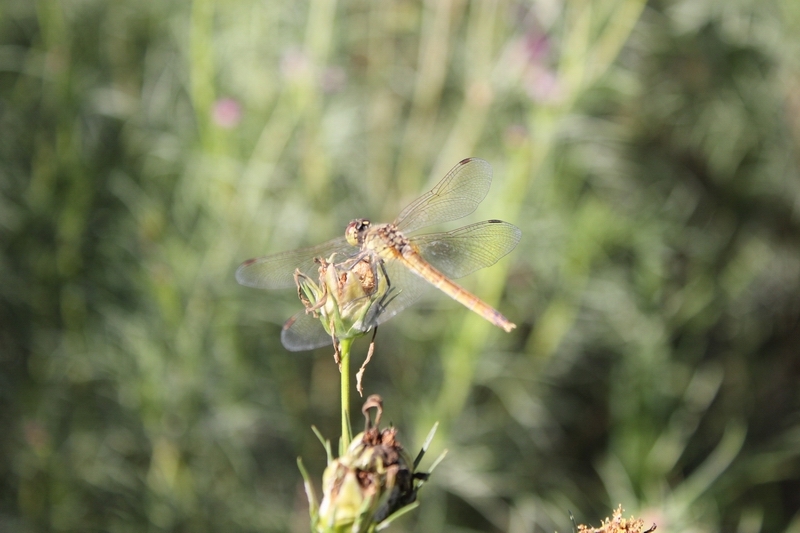 蜻蜓的另类喜好：爱上了枯萎的花咕嘟2.jpg