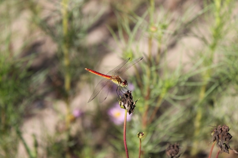 蜻蜓的另类喜好：爱上了枯萎的花咕嘟5.jpg