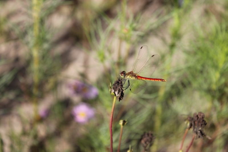 蜻蜓的另类喜好：爱上了枯萎的花咕嘟4.jpg