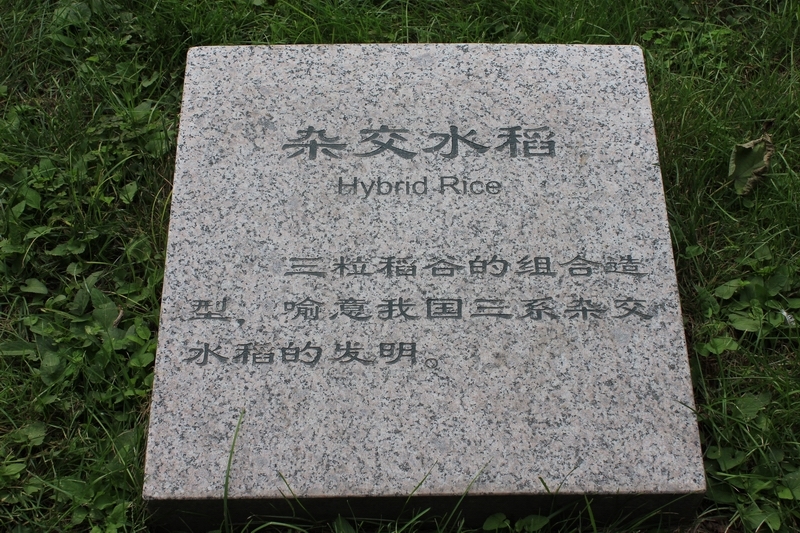 雕塑：杂交水稻1.jpg