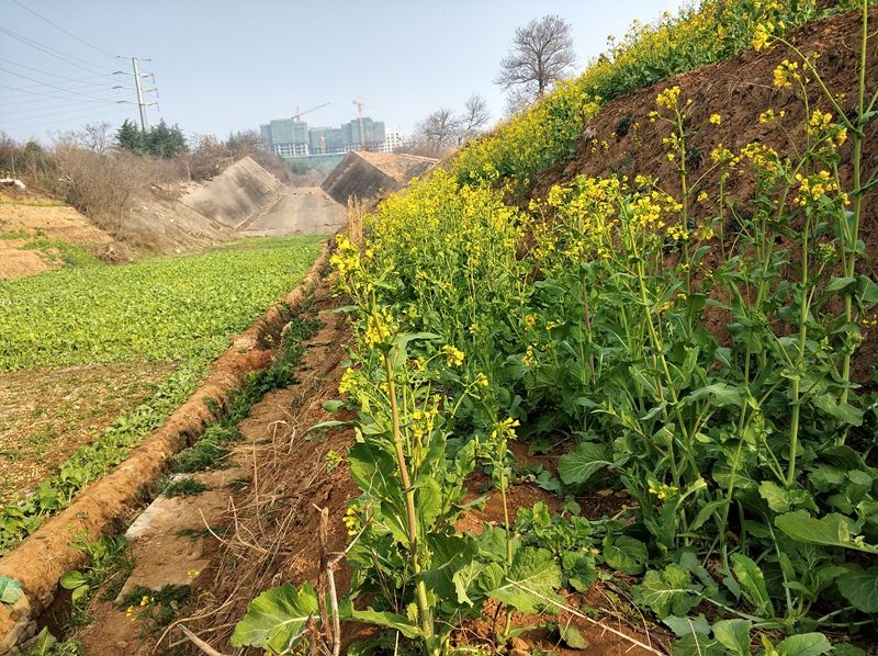 手机拍摄：油菜花开了4 .jpg