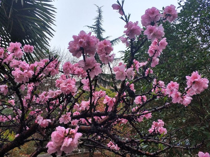 手机晨练随拍：雨后桃花更娇艳2.jpg
