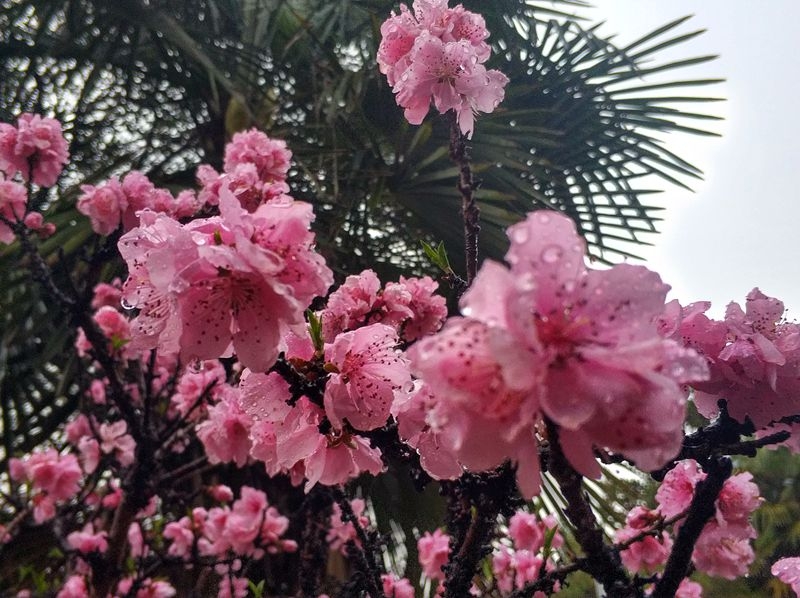 手机晨练随拍：雨后桃花更娇艳6.jpg