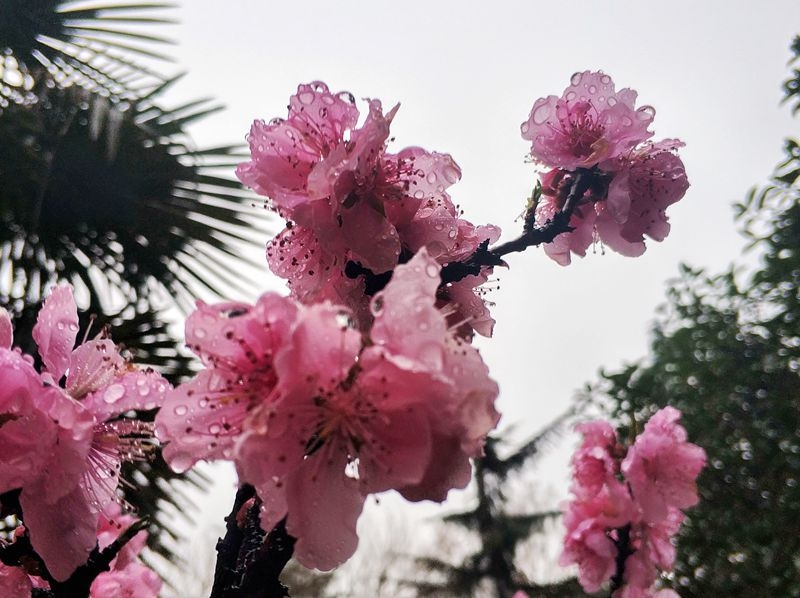 手机晨练随拍：雨后桃花更娇艳4.jpg