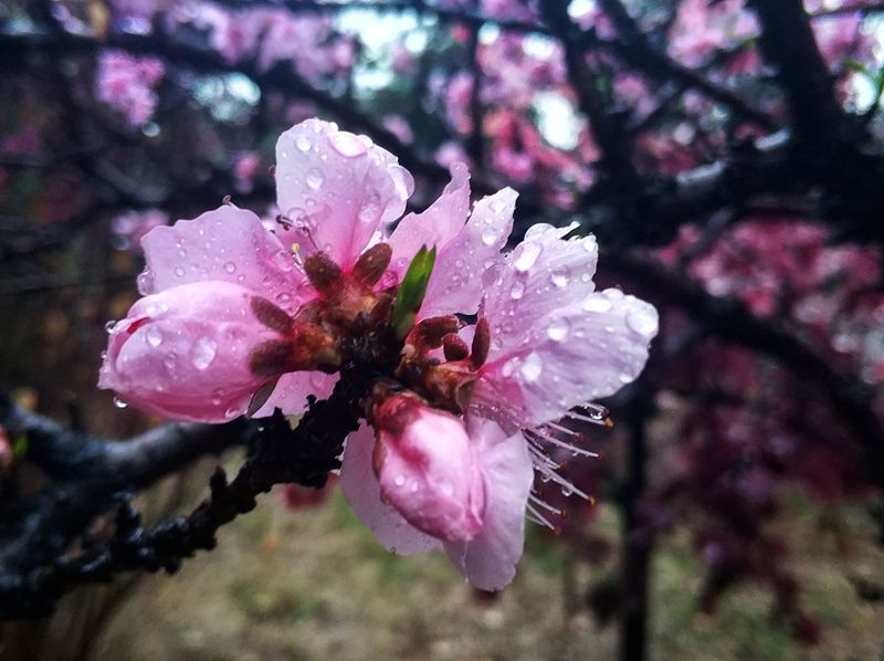 手机晨练随拍：雨后桃花更娇艳8.jpg