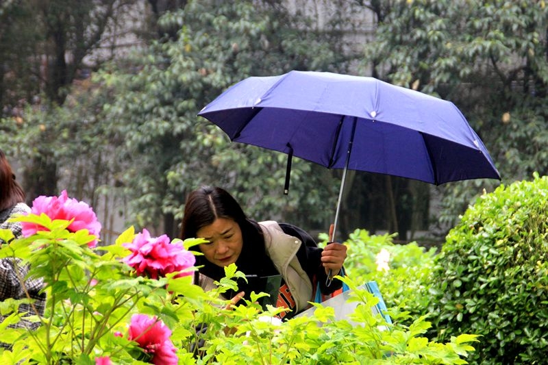 西苑公园随拍：雨中赏花更惬意2.jpg