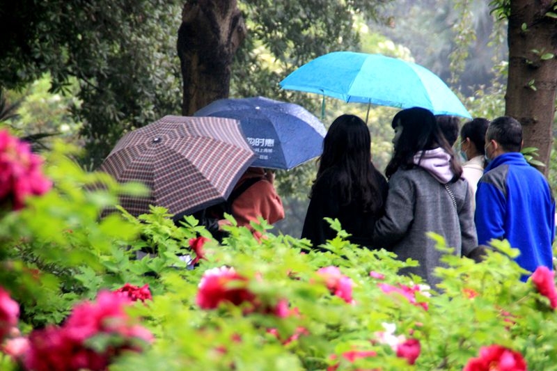 西苑公园随拍：雨中赏花更惬意5.jpg
