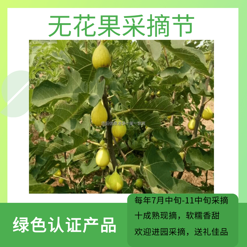 无花果采摘.png