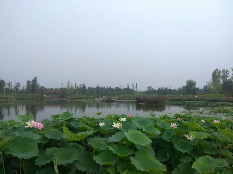 温榆河公园随拍：目前花开正旺1.jpg