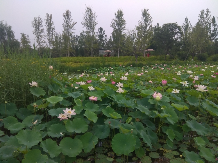 温榆河公园随拍：目前花开正旺7.jpg