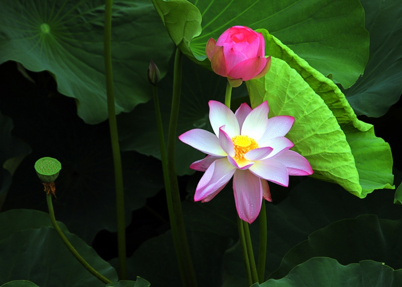 2021.7.12  洹水荷花新雨后4.jpg