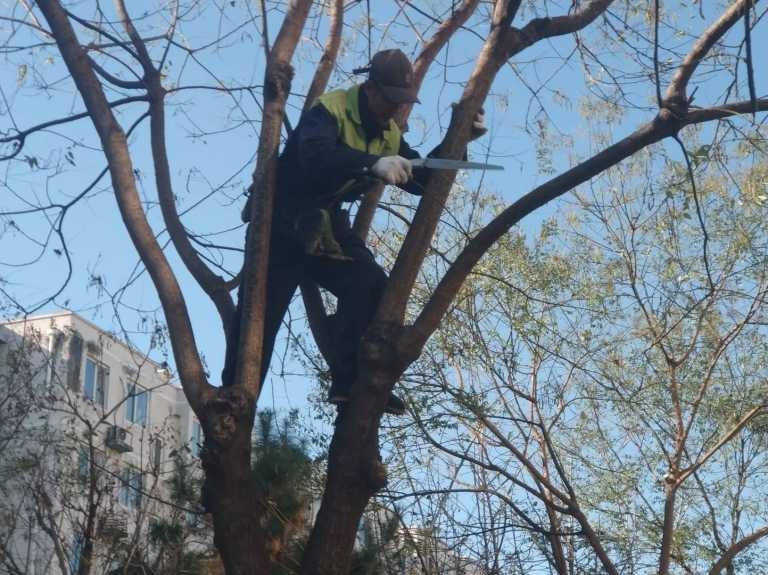 手机抓拍：又到剪枝时3.jpg