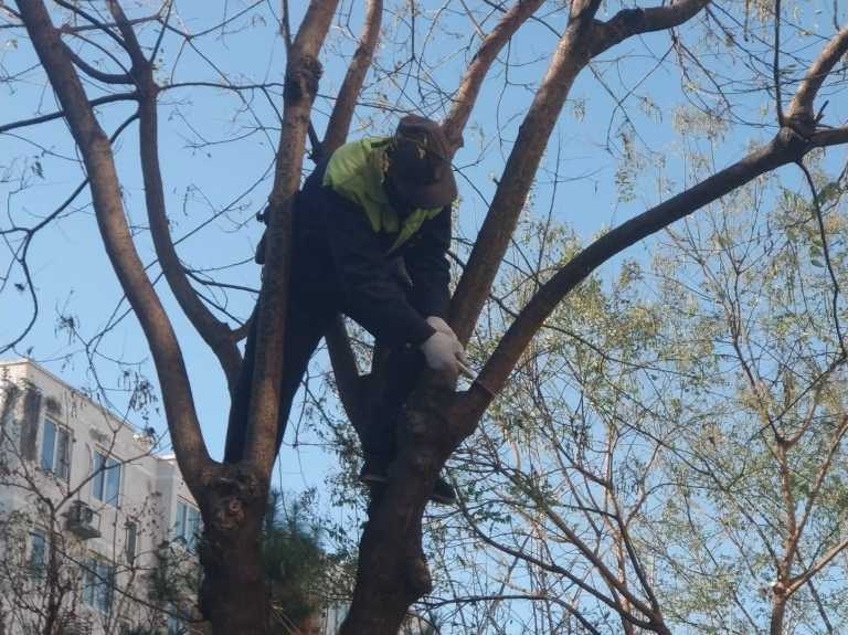 手机抓拍：又到剪枝时4.jpg