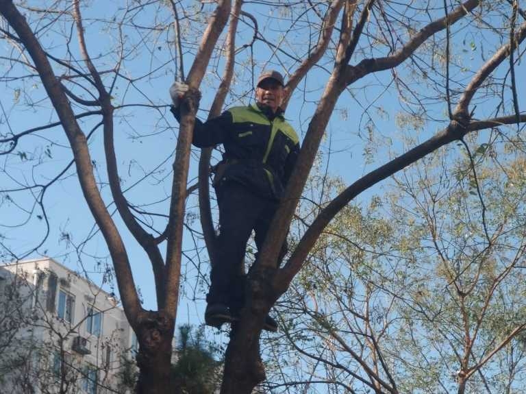 手机抓拍：又到剪枝时5.jpg