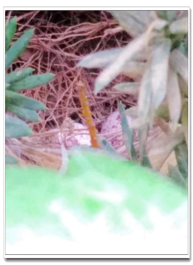 山乡野趣 (3).jpg