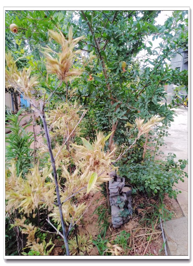 山乡野趣 (2).jpg