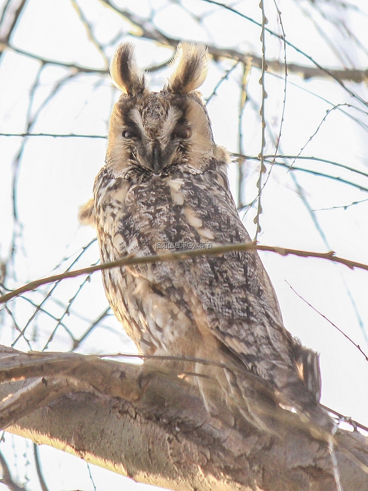 长耳鸮.JPG