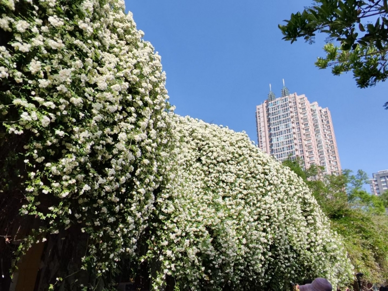 照片帖（2212）西苑公园随拍:好大的一架木香花！