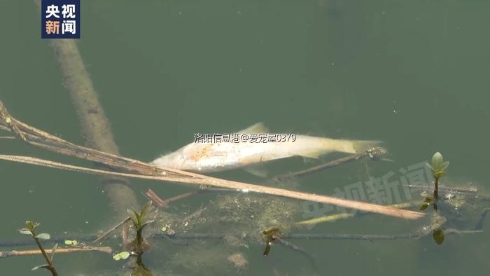 w700d1q75cms (3).jpg