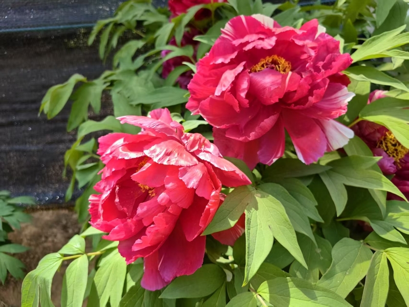 微信图片_20250413171324_副本 - 副本.jpg