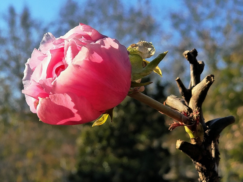 冬日牡丹，惊艳绽放