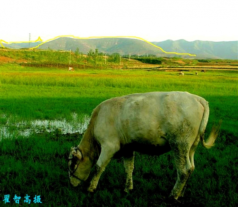 “上皇醉牛”，令人神往，山形如巨牛伏卧，名曰牛山。巨牛头朝东南，牛首似钻入山中，.jpg