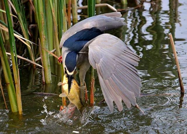 《故乡纪事》系列之四：“渔民”轶事