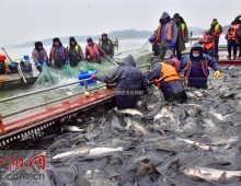 洛阳第七届陆浑开渔节开幕 新年第一网捕鱼2万余斤